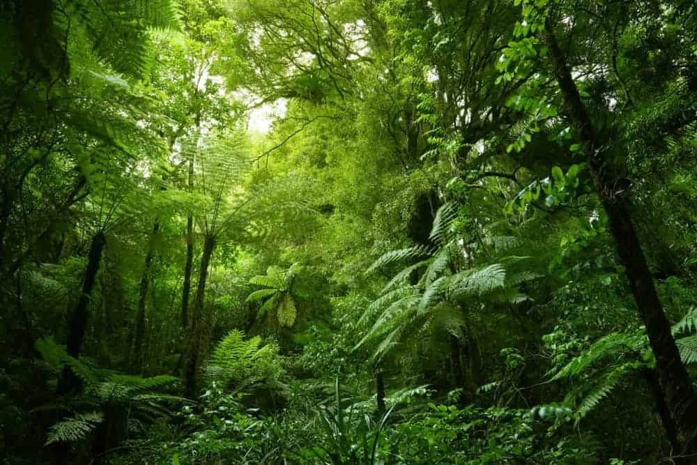 This is a tropical forest filled with wild ferns and slim trees.