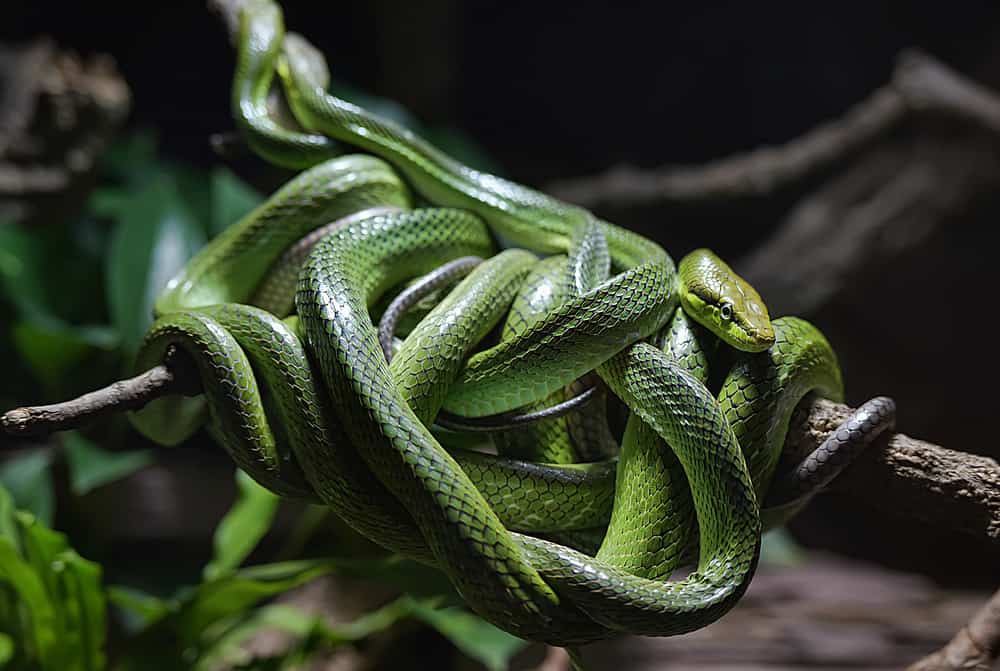 This is a Western Green Mamba coiled on the tree branch.