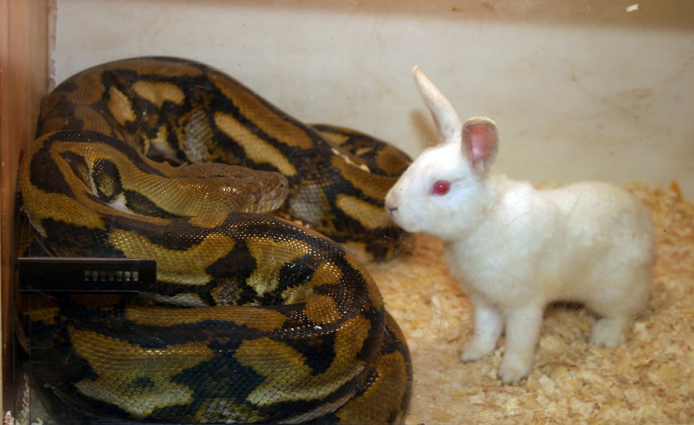 A reticulated python with a small rabbit in its cage.