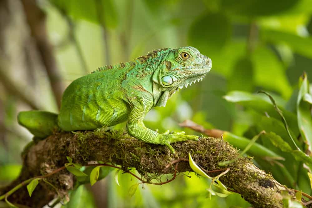 This is a green iguana on a tree branch.