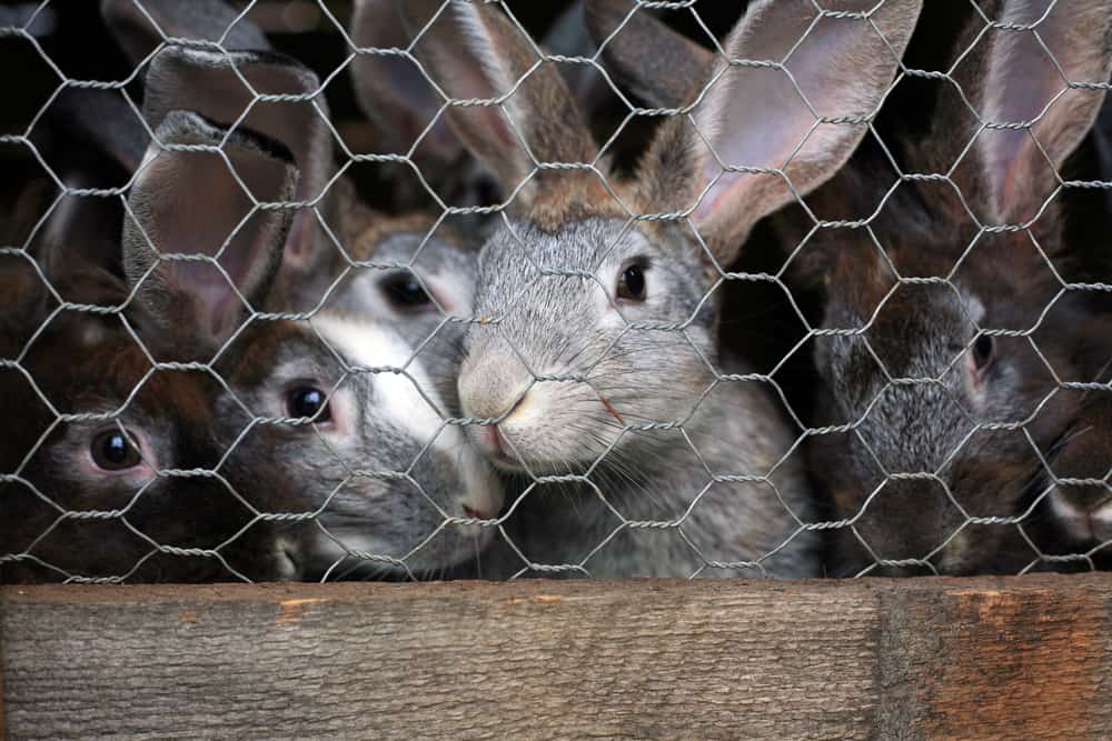A close look at gray rabbits in a cage.