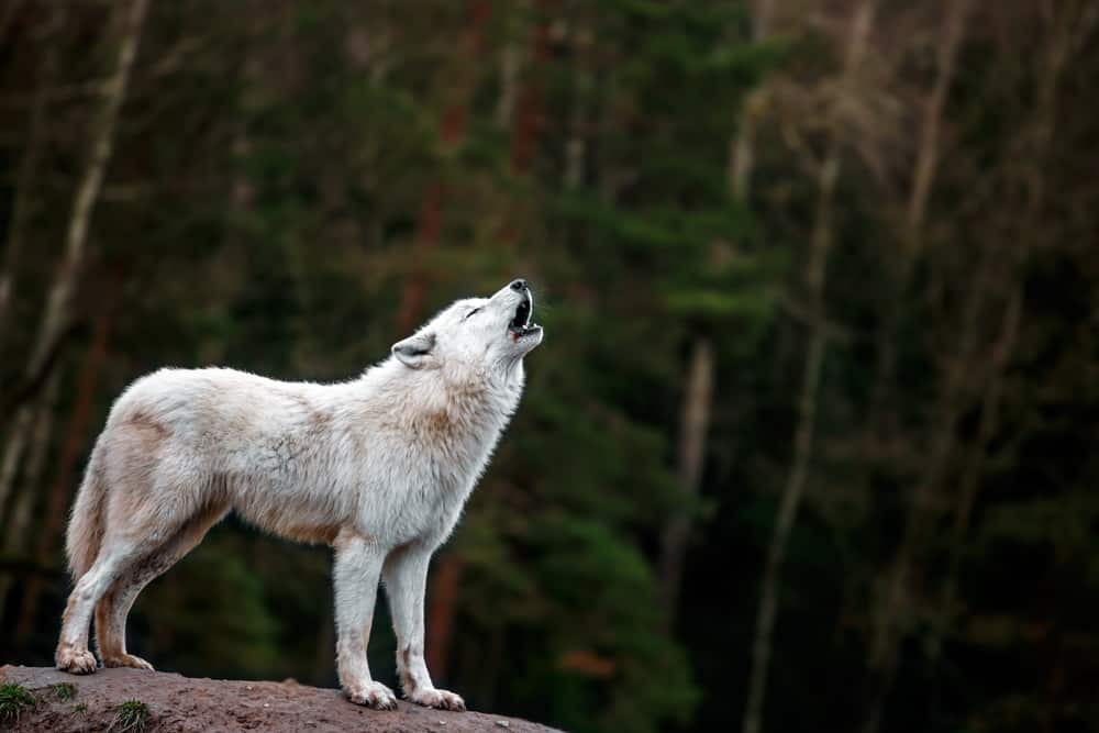 This is an arctic white wolf howling on a large rock.