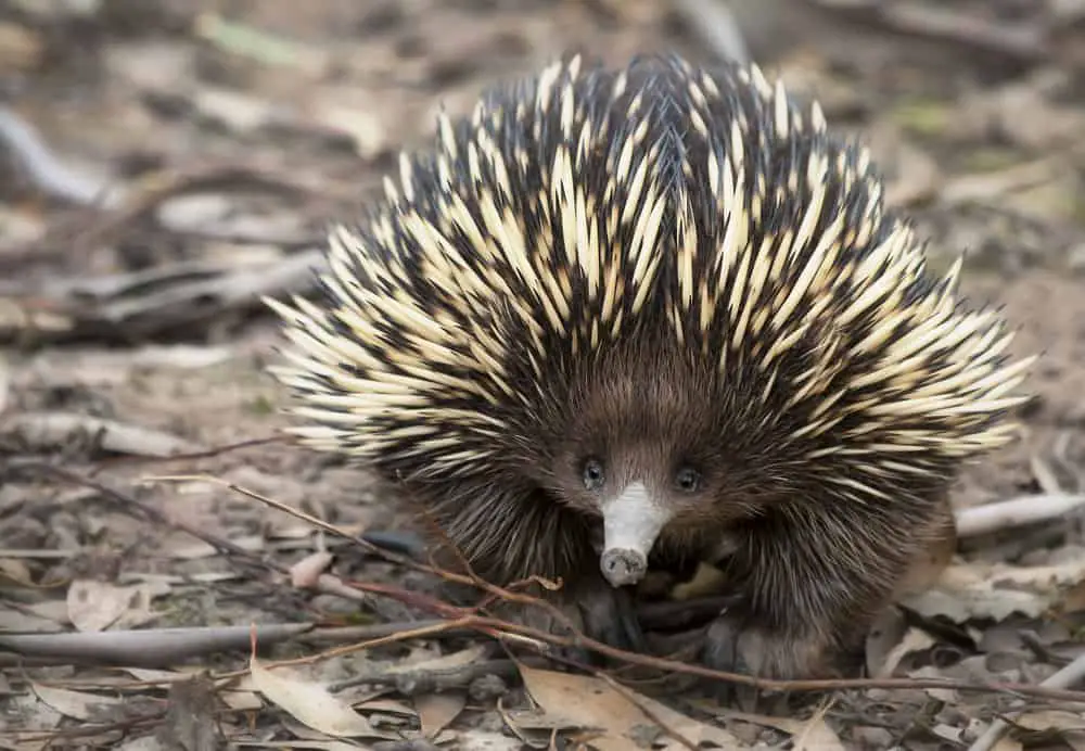 This is a close look at an echidna walking on the forest floor.