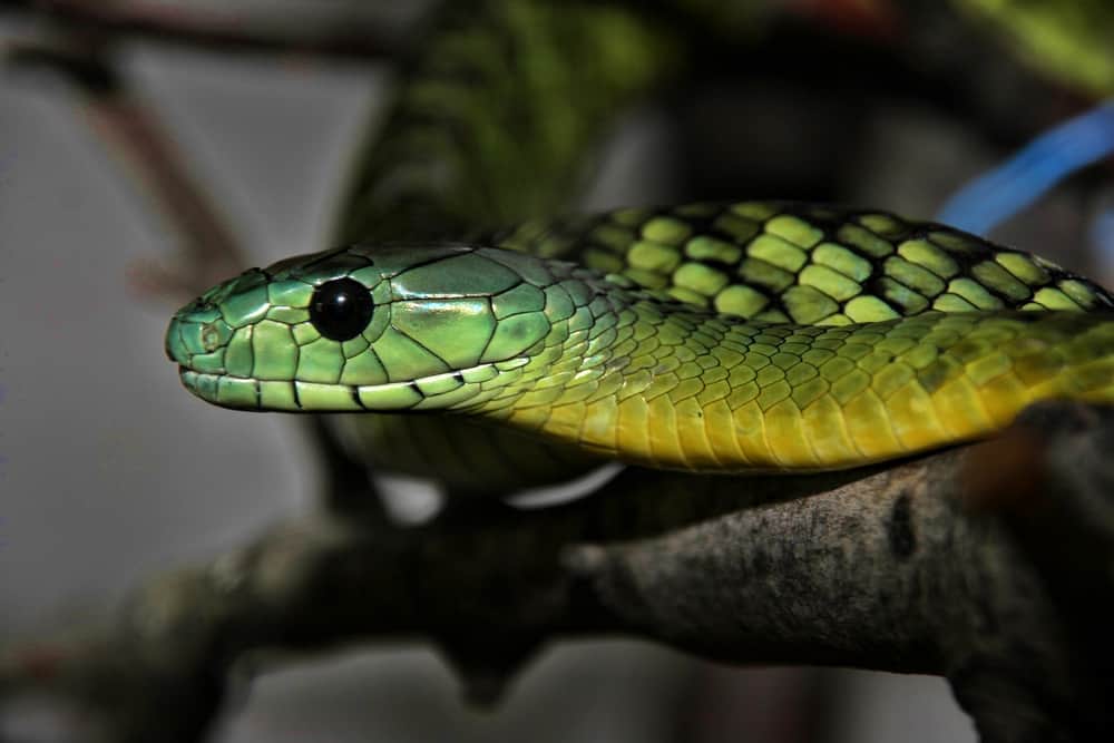 This is a close look at the Jameson's Green mamba on the tree branch.