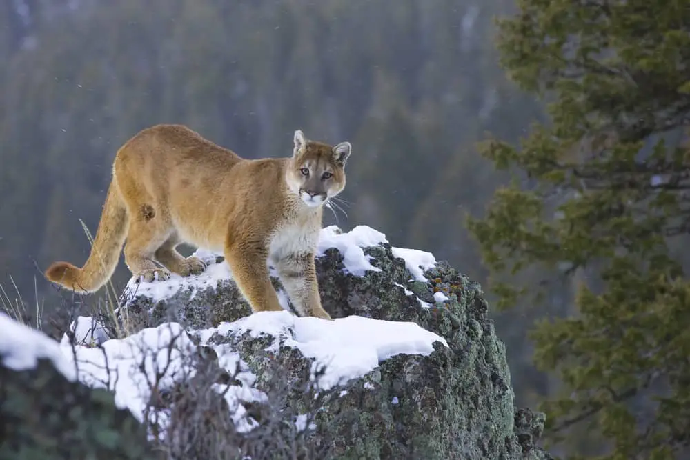 This is a mountain lion standing on snowy rocks.