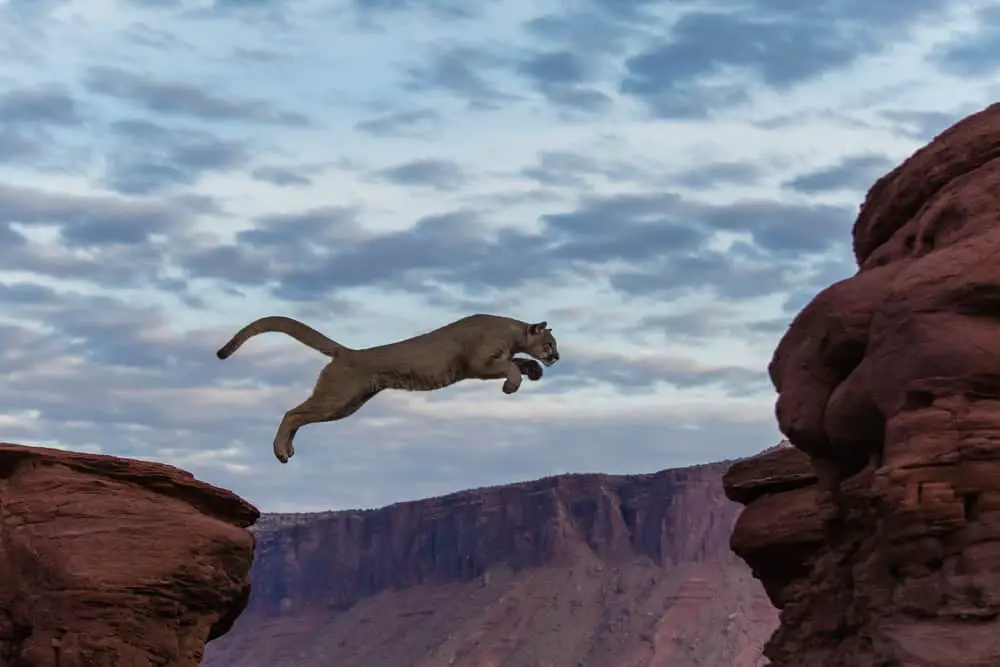 This is a mountain lion jumping on the boulders.