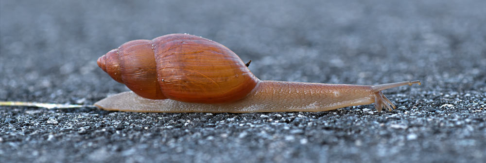 This is a rosy wolf snail on a concrete road.