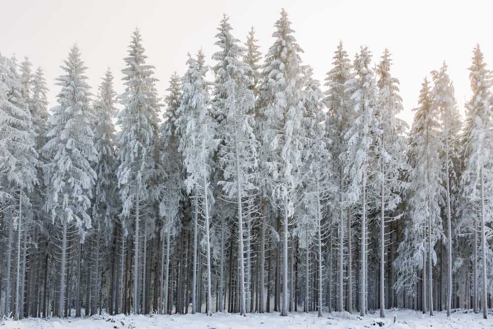 This is a close look at a wintry pine forest with a snowy landscape.