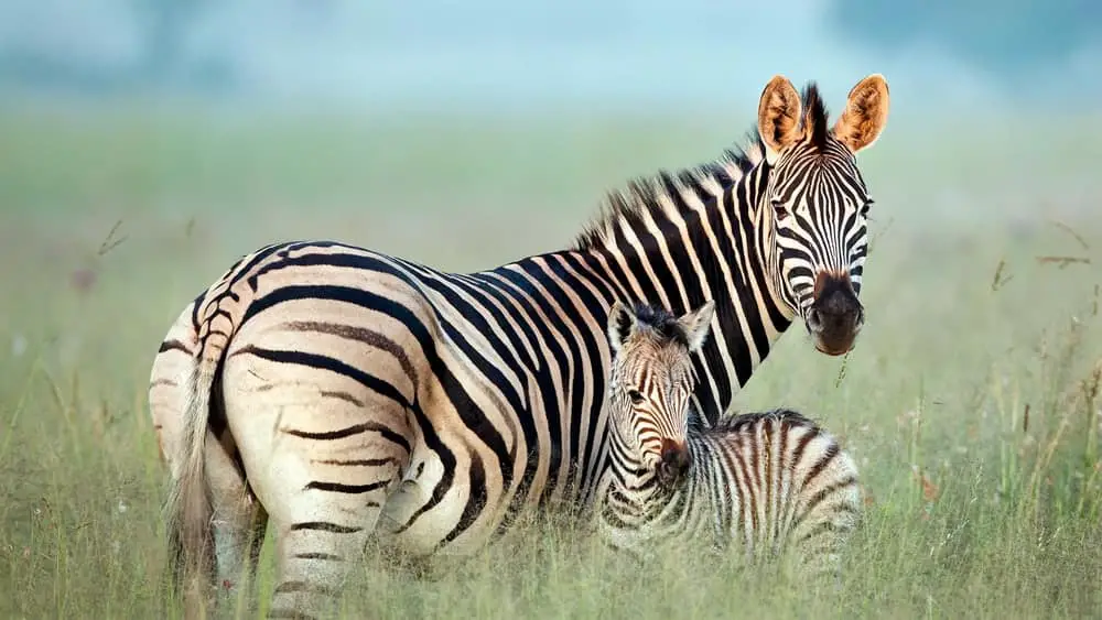 A zebra protecting its offspring in a grassy land.