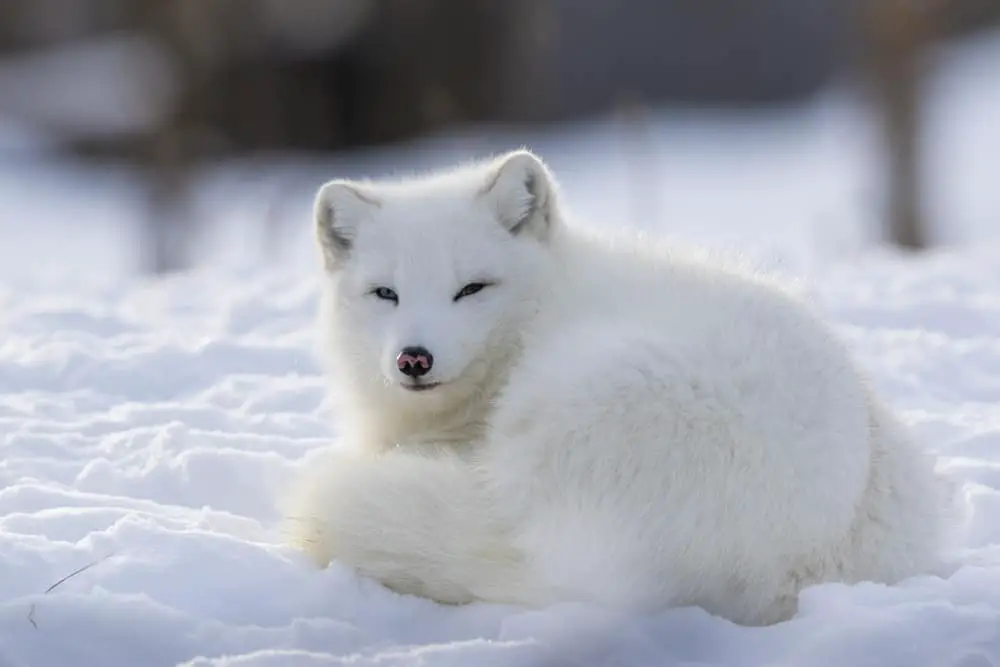 This is a close look at an arctic fox lying on snow.
