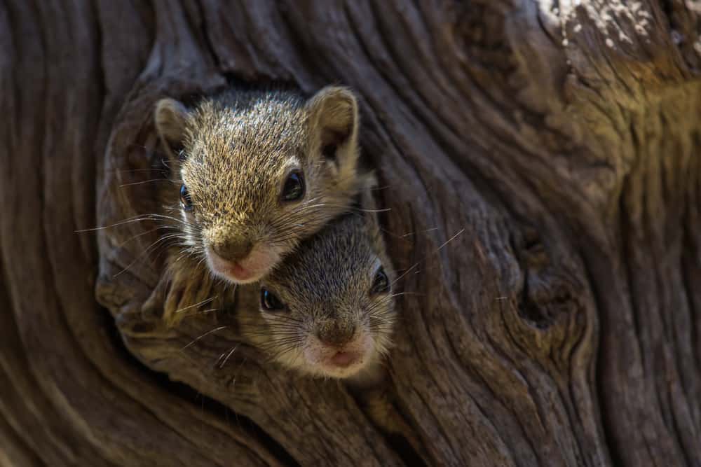 These are a couple of baby squirrels at the tree hole nest.