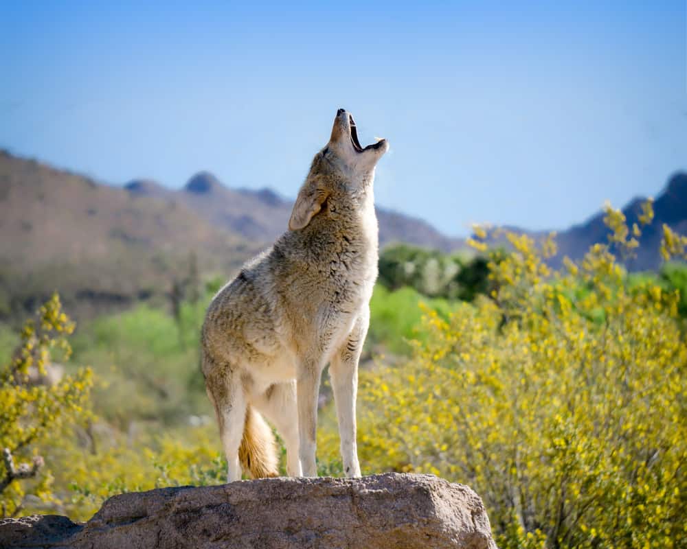 This is a howling coyote standing on a rock ledge surrounded by yellow flowers.