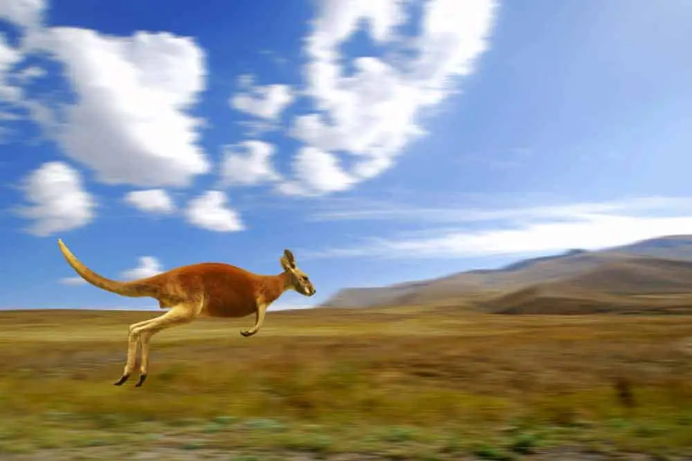 This is a red kangaroo running in the field.