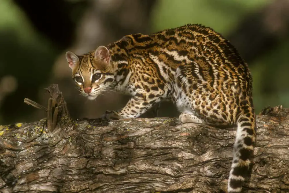 This is an ocelot on a tree branch stalking its prey.