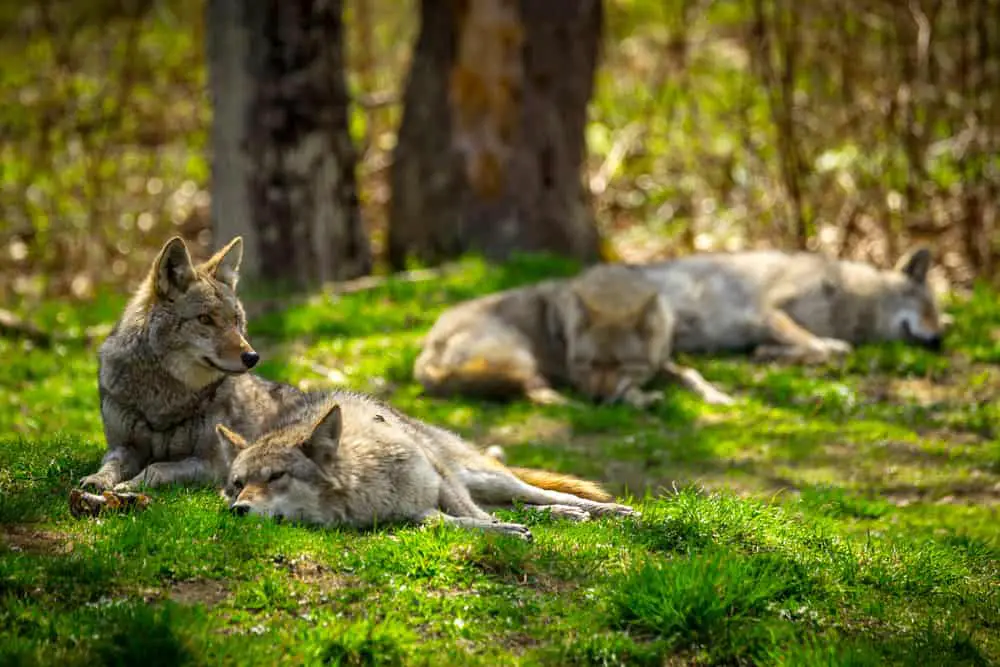 This is a pack of coyotes lounging on the grassy forest floor.