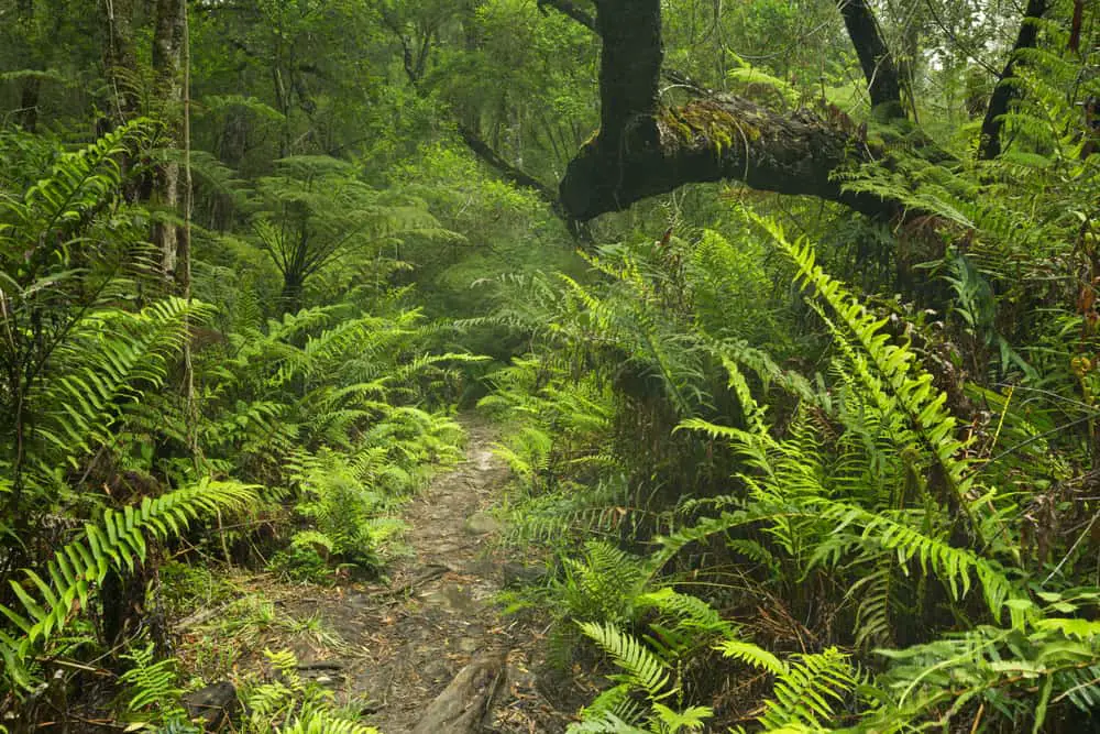 6-different-types-of-forests-in-africa-naturenibble