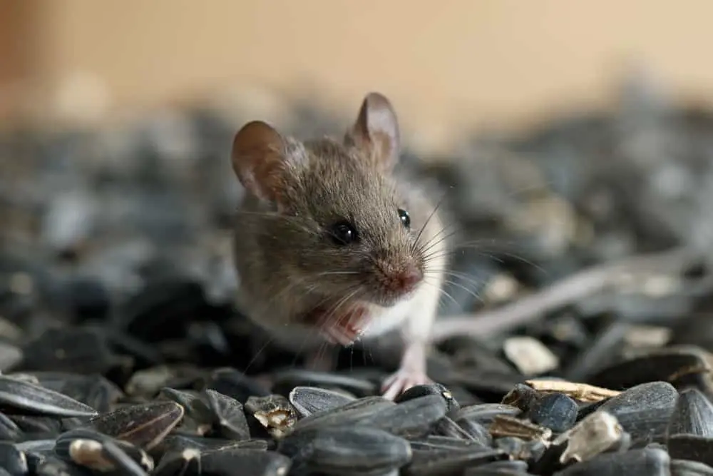 This is a small mouse sitting on a bunch of sunflower seeds.