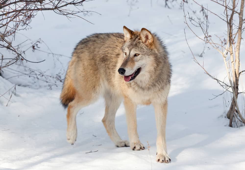 This is a close look at a young timberwolf walking through a snowy forest.