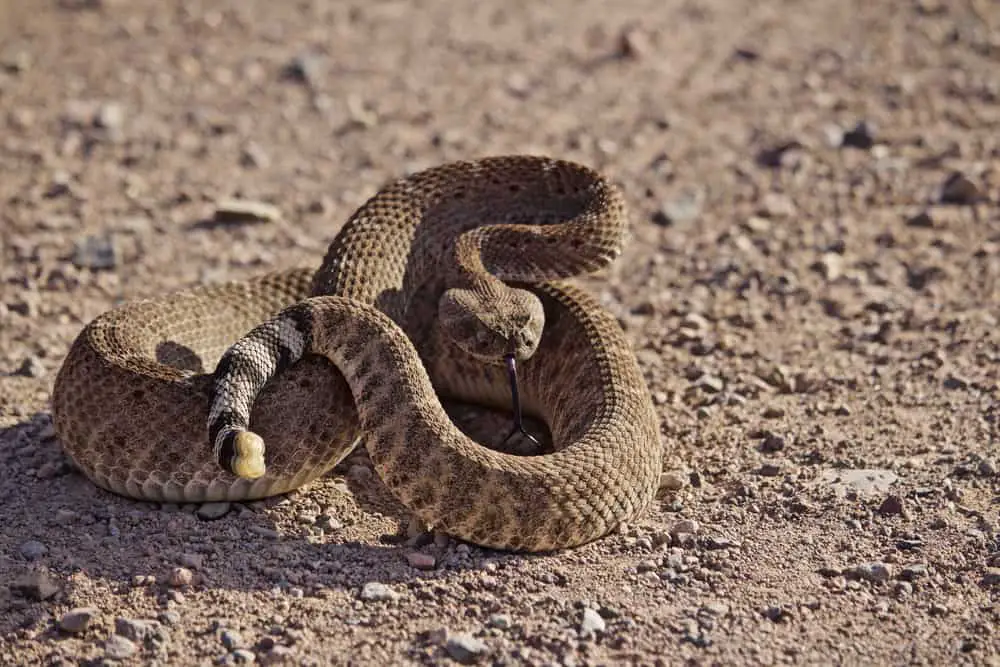 This is a close look at a coiled rattlesnake on a gravelly ground.
