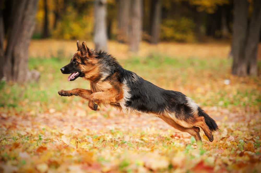 This is a German Shepherd playing with the fallen leaves of the field.