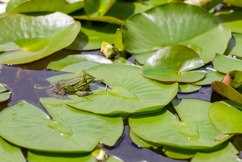 This is a frog sitting on a water lily at a pond.