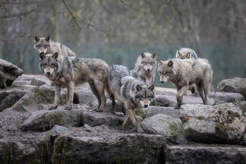 This is a pack of wolves on a large rocky ledge.