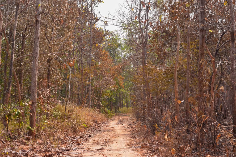 This is a look at the path through the deciduous forest in India during the dry season.