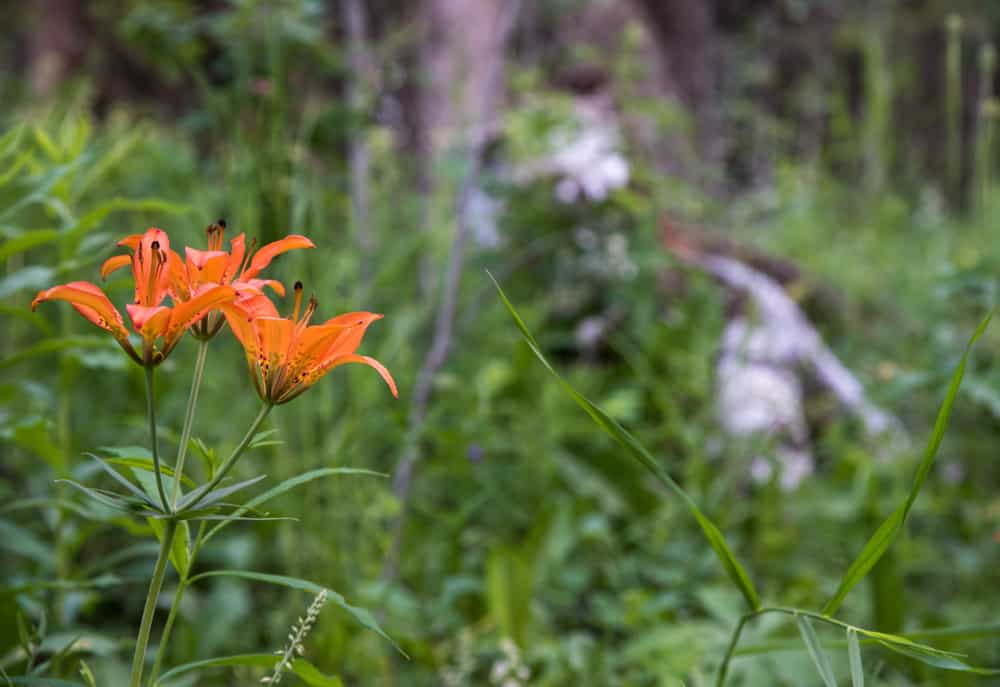 This is a close look at prairie lilies growing in a Canadian forest.