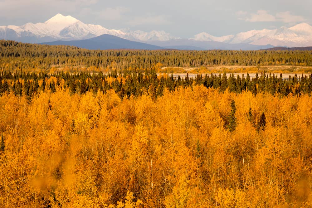 This is an aerial view of the Tanana Valley State Forest with autumn colors.