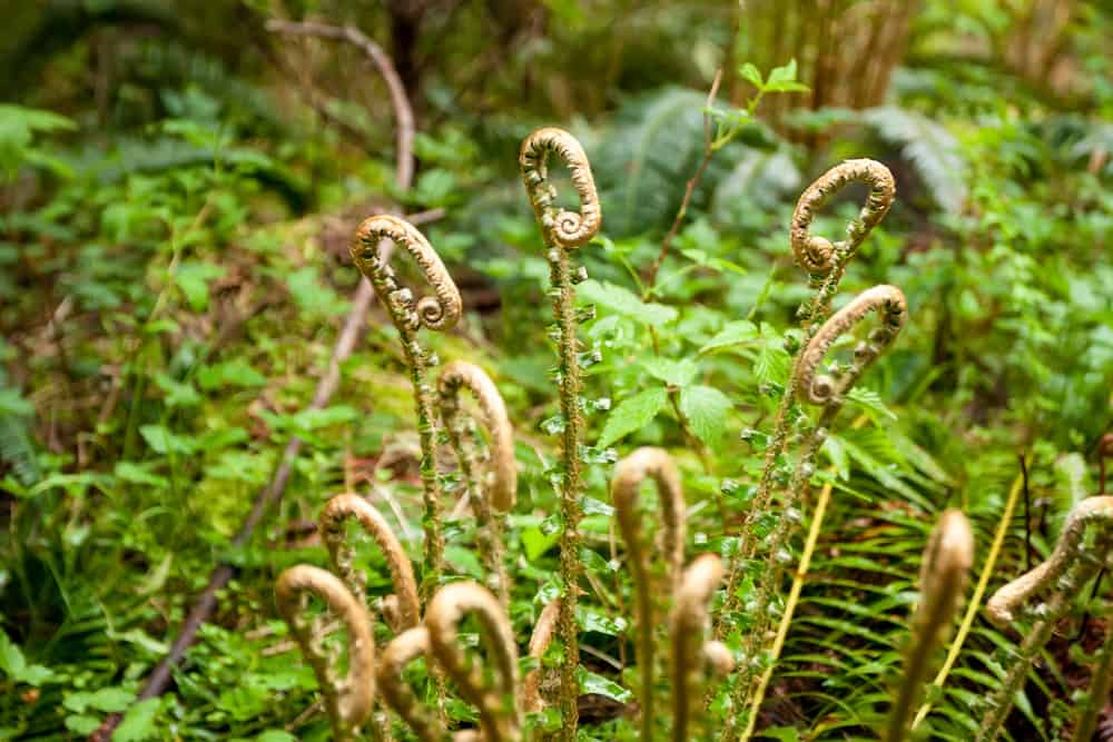 This is a close look at a Western Sword Fern Fiddleheads growing in Canada.