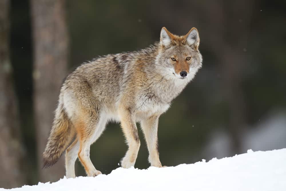 This is a lone coyote walking on a snowy landscape.