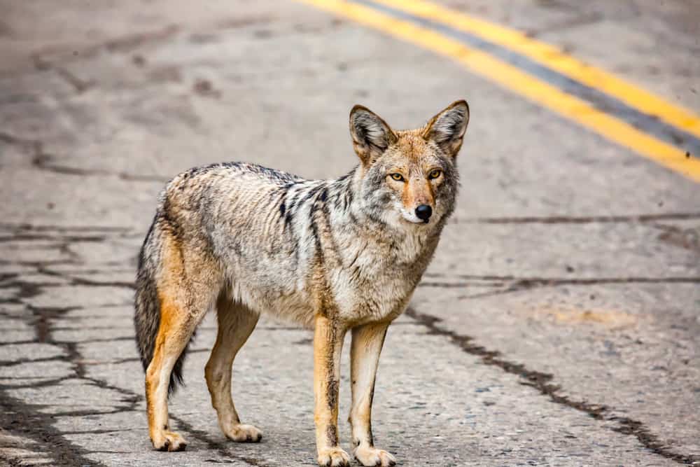This is a close look at a coyote standing in the middle of the road.