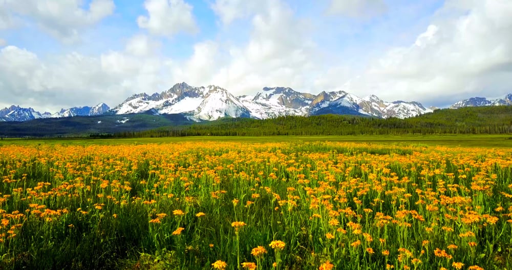 This is a flower field with a background of the snowy sawtooth mountains.