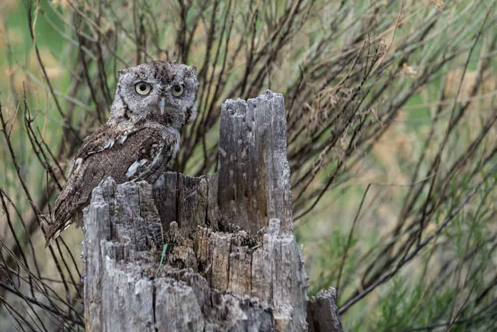 This is a horned owl sitting on a tree stump with the same color and pattern.
