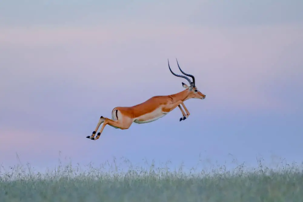 This is a look at an impala jumping in the field.