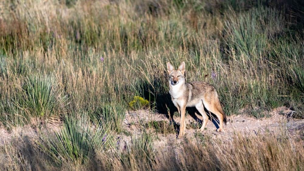 This is a brown male coyote at a grassy area.