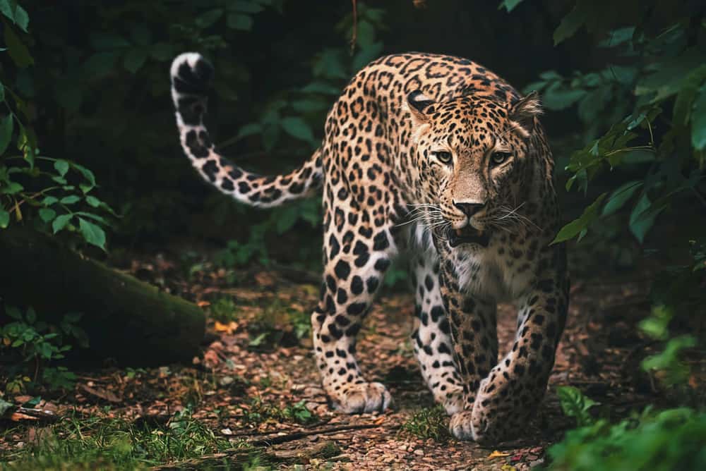 This is a Persian Leopard stalking its prey at a jungle.