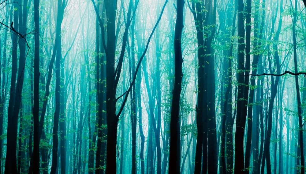 This is a summer forest in the morning covered with fogs and has tall thin trees.