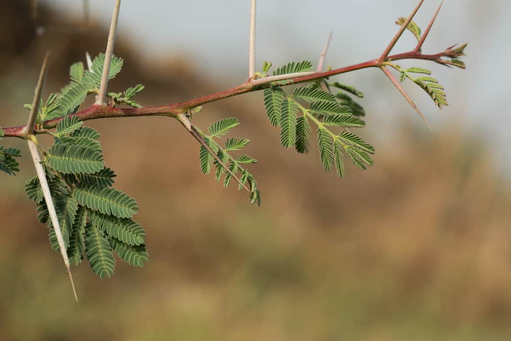 This is a close look at a thorny acacia tree branch with small leaves.