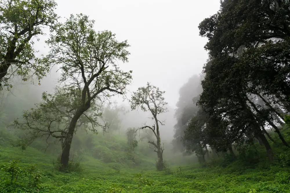 This is a foggy broadleaved hill forest in Hatu Peak, India.