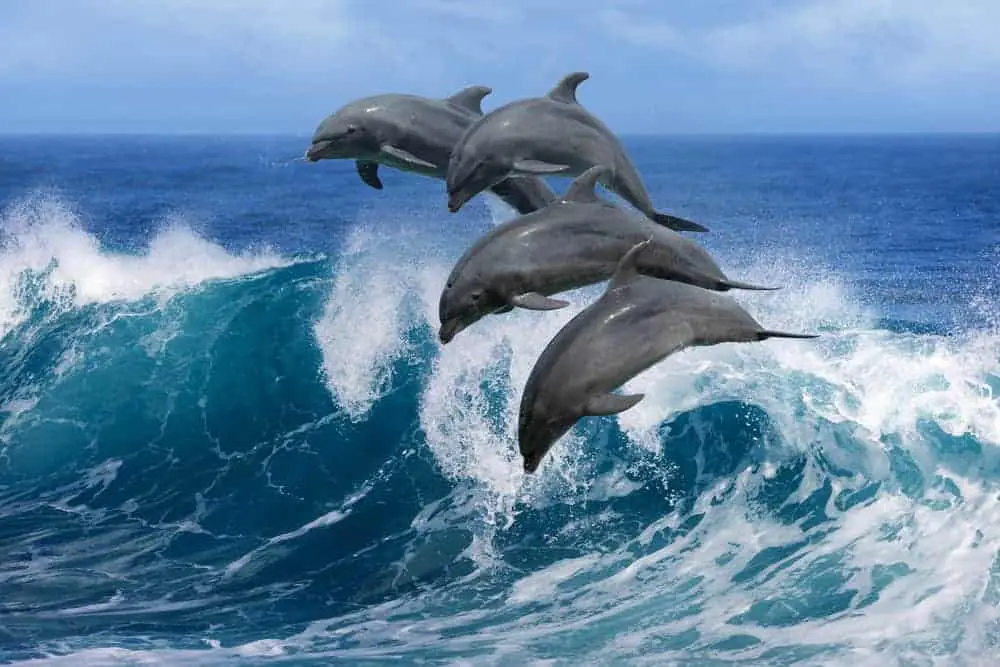 These are four majestic dolphins jumping over the ocean waves.