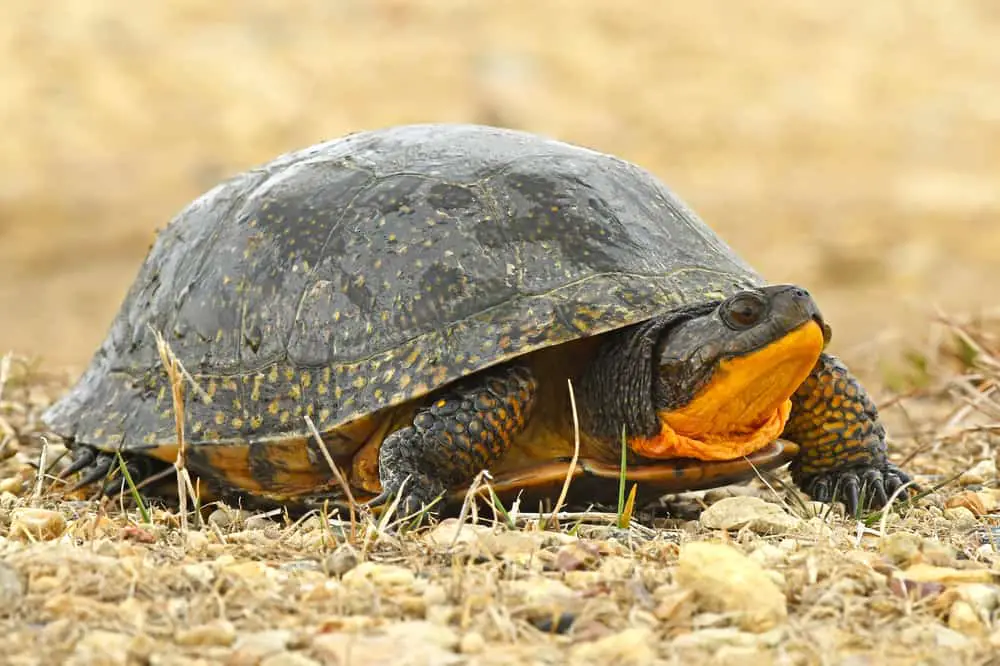 This is a close look at the endangered bladings turtle.