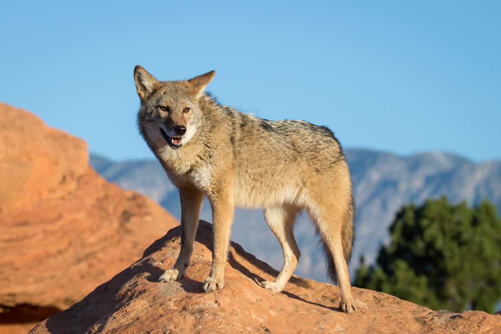 This is a mountain coyote on a rocky mountain.