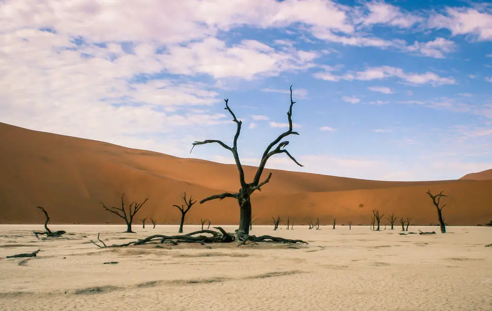 6-different-types-of-forests-in-africa-naturenibble