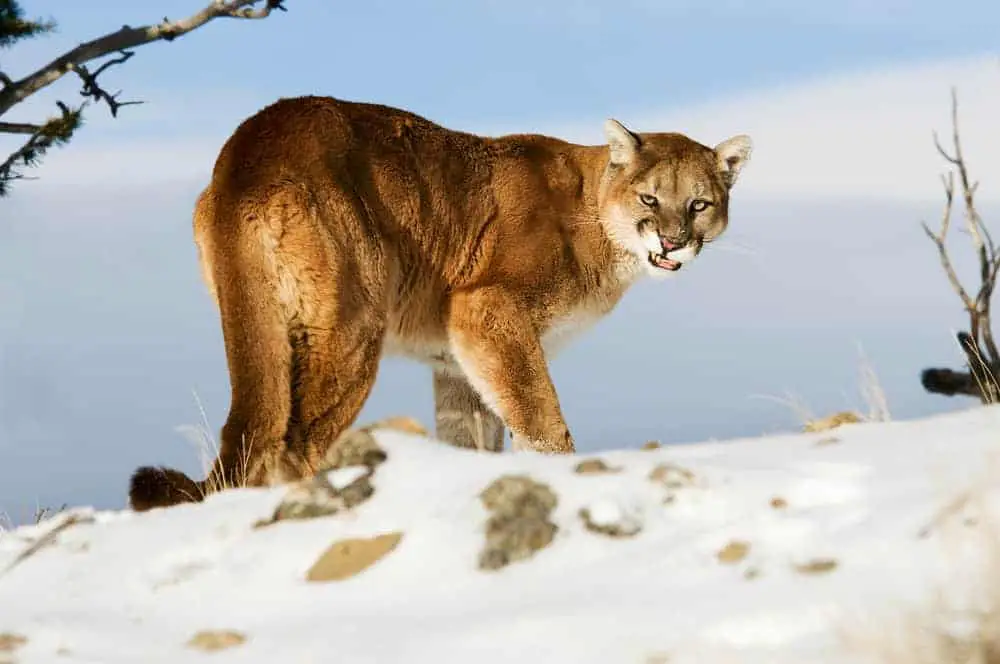 This is a close look at a snarling mountain lion.