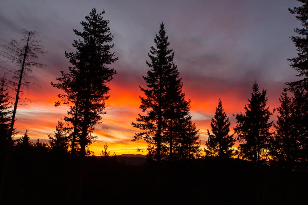 This is a view of the sunrise on the Siuslaw National Forest with silhouettes of trees.