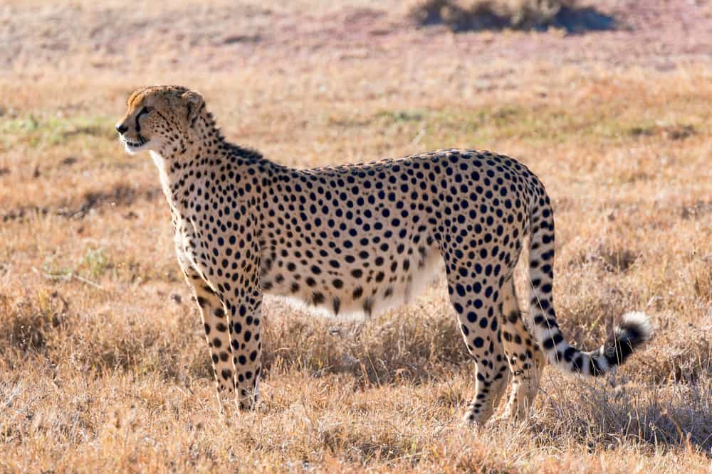 This is a cheetah on the grassland looking for prey.