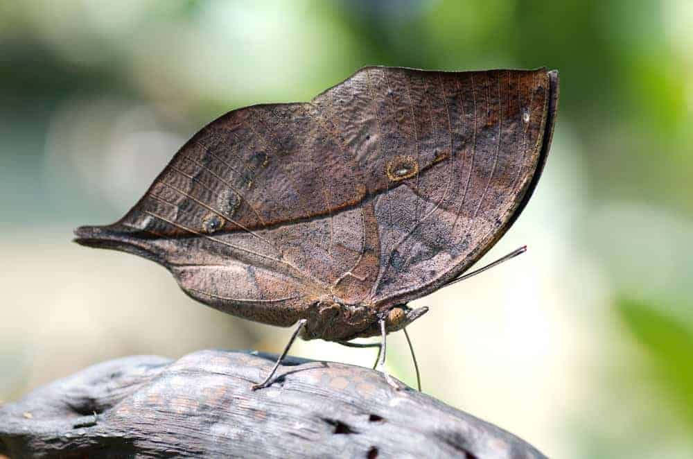 A butterfly adapting its color on the surrounding to look like a dried leaf.