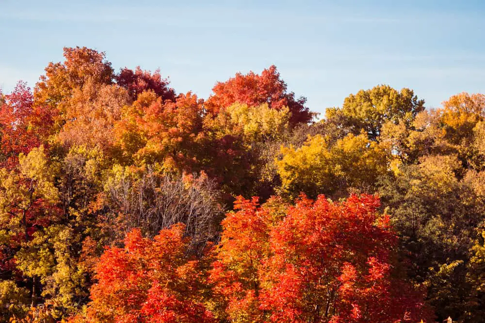 This is a close look at the treetops of the Montreal forest in Canada during fall.