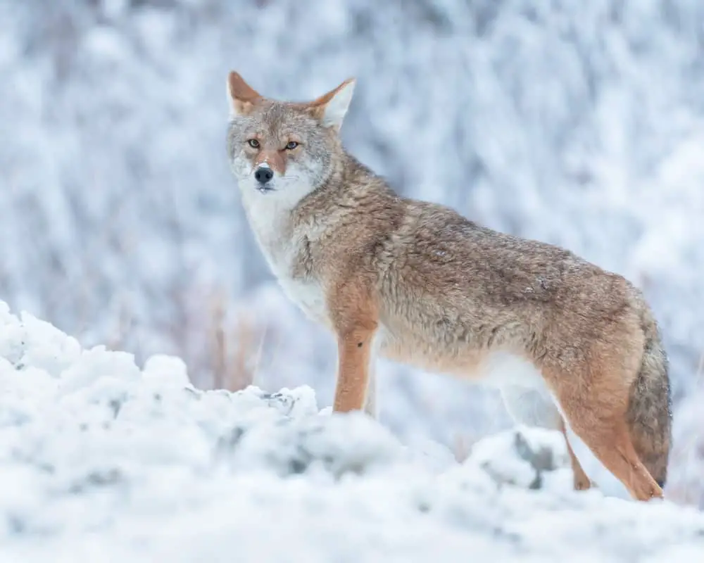 This is a Northern coyote on a snowy mountain at the Yukon Alaska border.